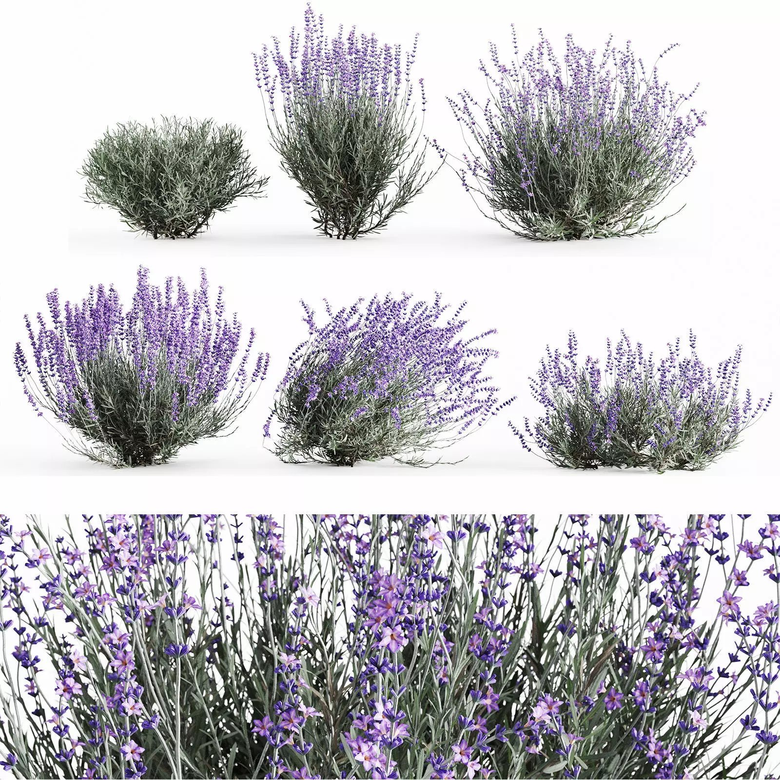 Lavender Bush Set 6 Unique Forms 3D model