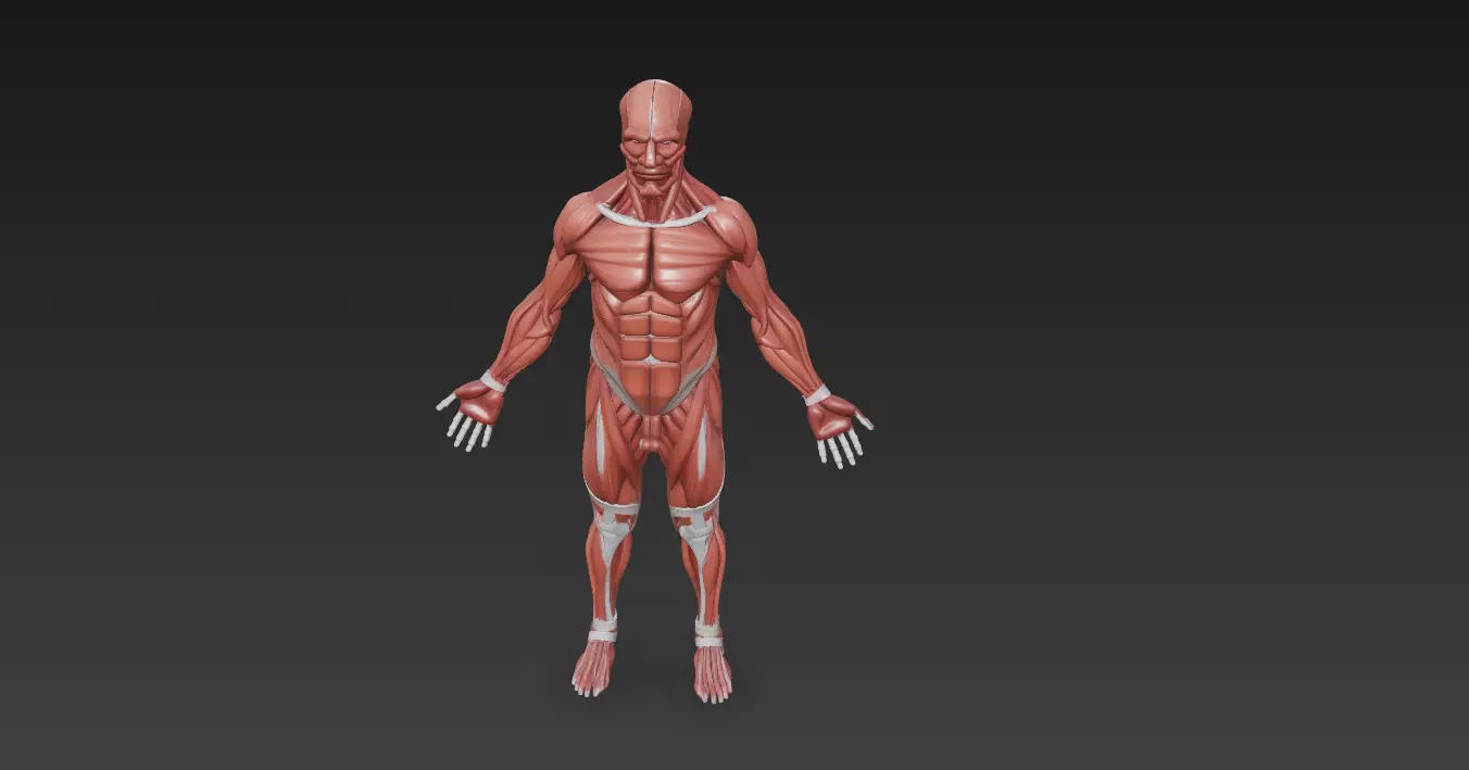 Human Muscle Anatomy 3D Model High Detail Rigged Low-poly 3D model_4