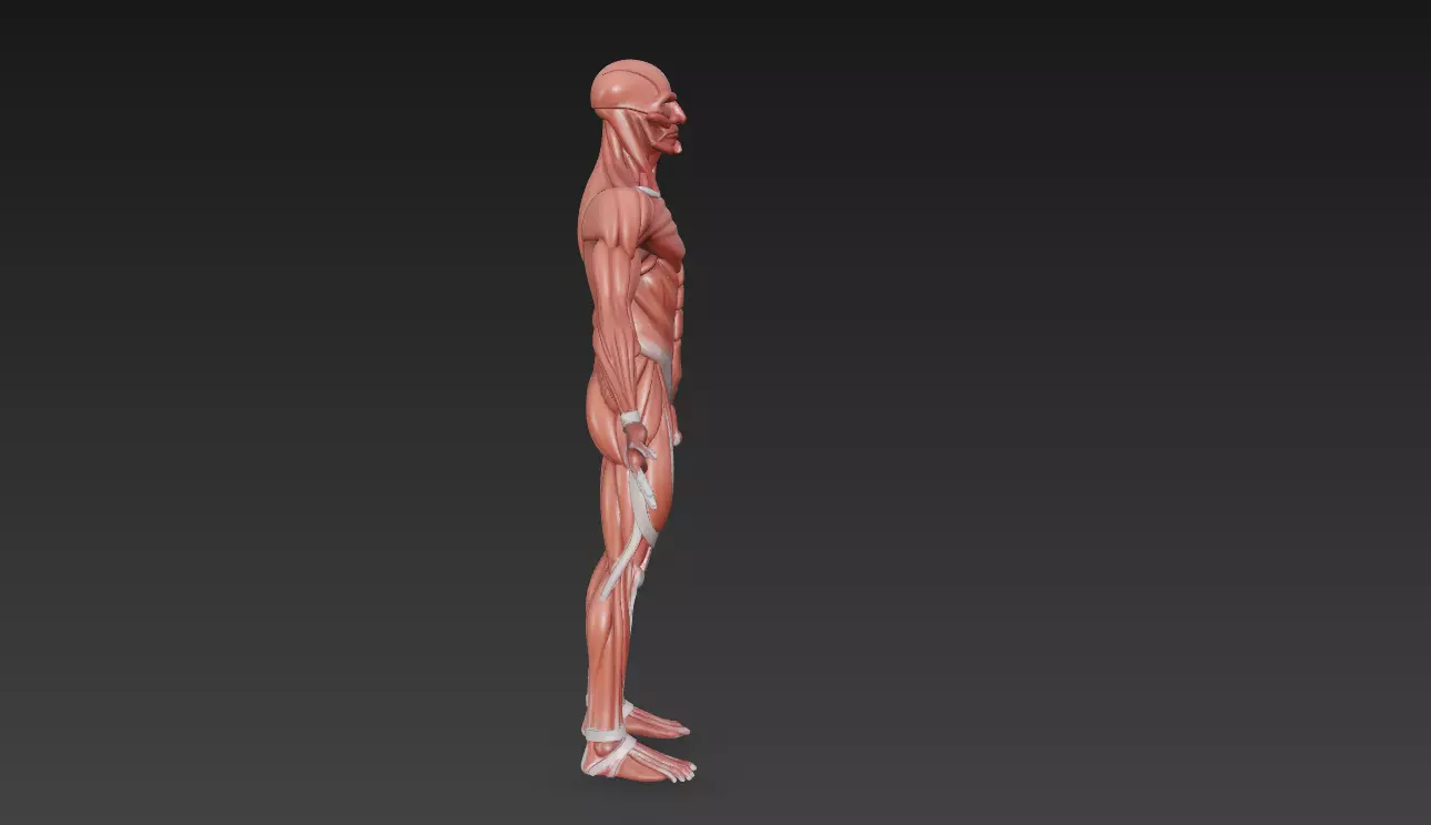 Human Muscle Anatomy 3D Model High Detail Rigged Low-poly 3D model_2
