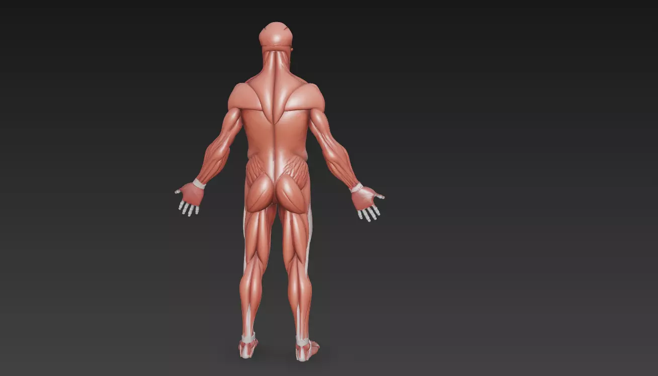 Human Muscle Anatomy 3D Model High Detail Rigged Low-poly 3D model_1