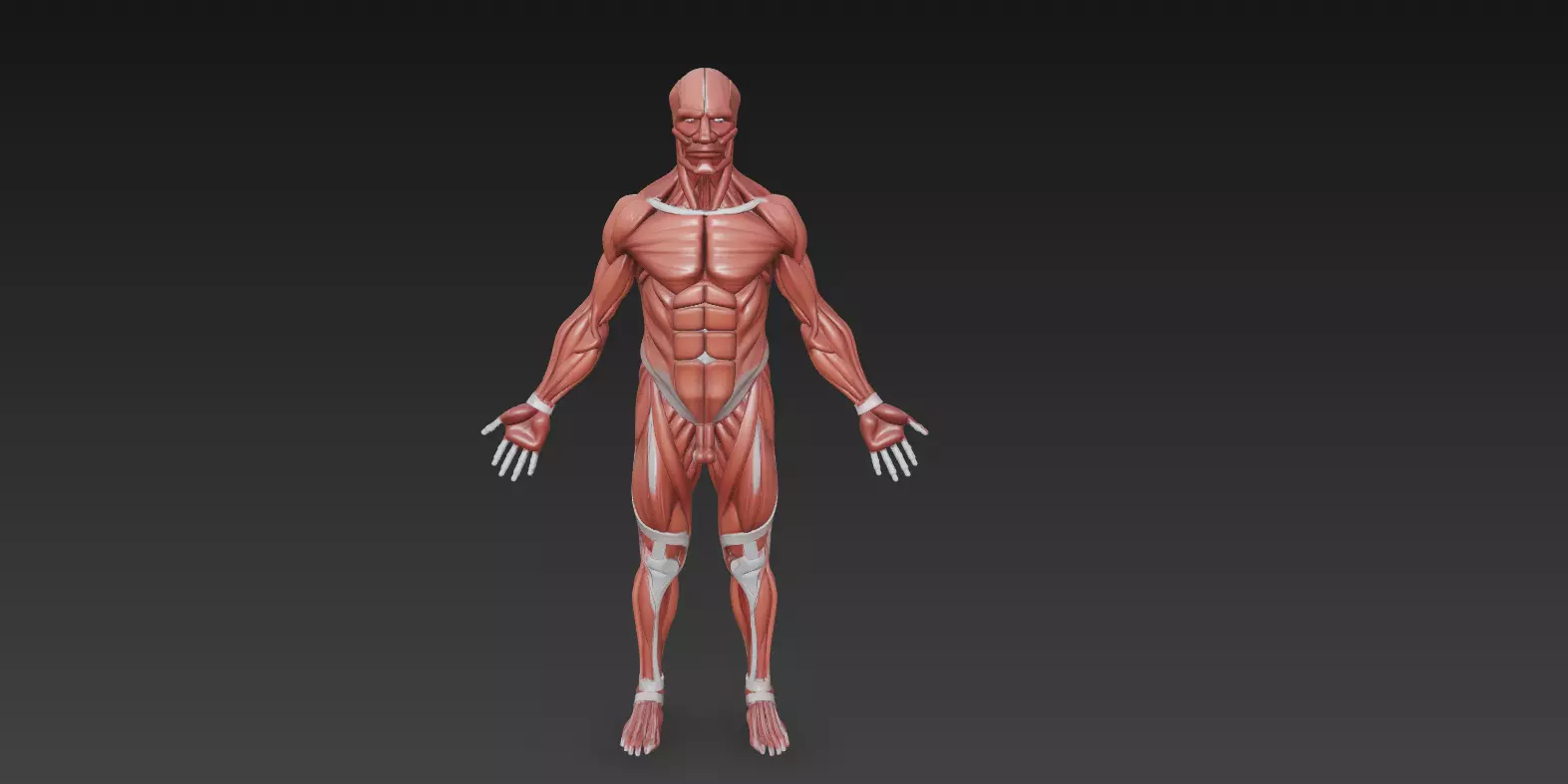 Human Muscle Anatomy 3D Model High Detail Rigged Low-poly 3D model_0