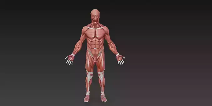 Human Muscle Anatomy 3D Model High Detail Rigged Low-poly 3D model Human Muscle Anatomy 3D Model High Detail Rigged Low-poly 3D model