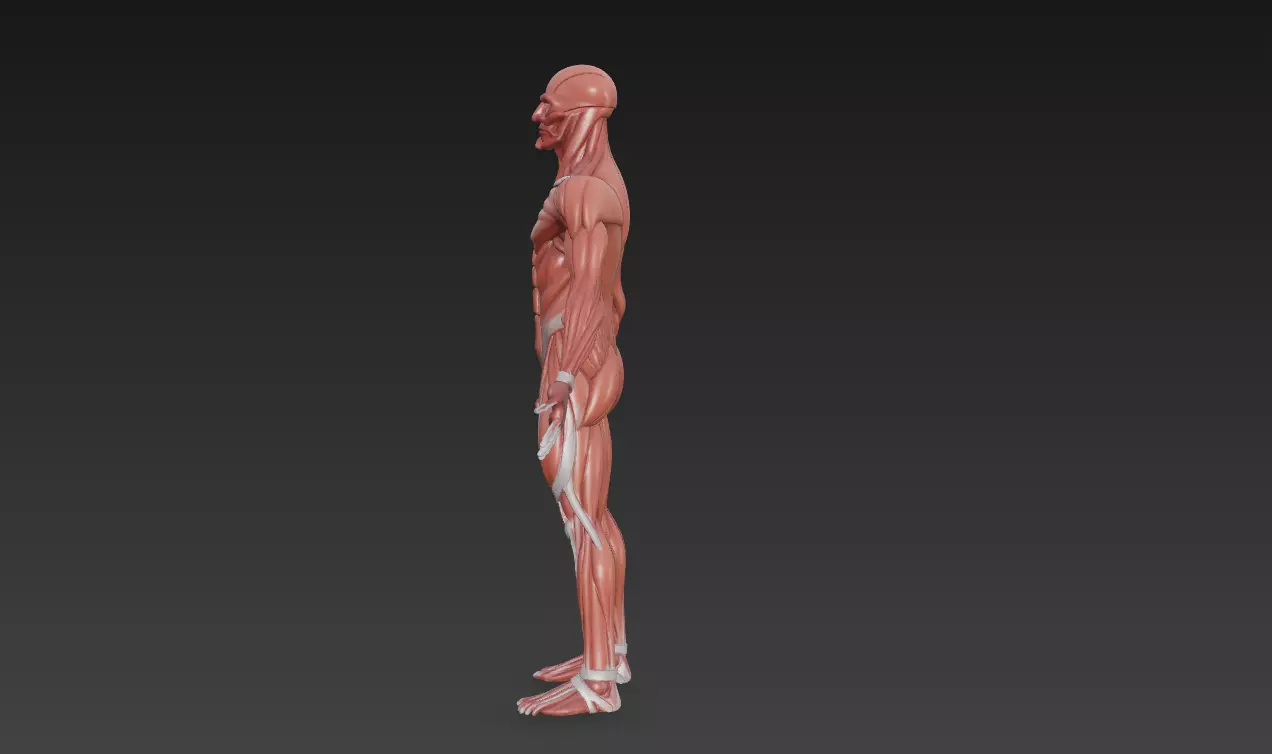 Human Muscle Anatomy 3D Model High Detail Rigged Low-poly 3D model_3