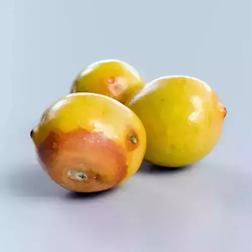 Rotten Lemon Photorealistic