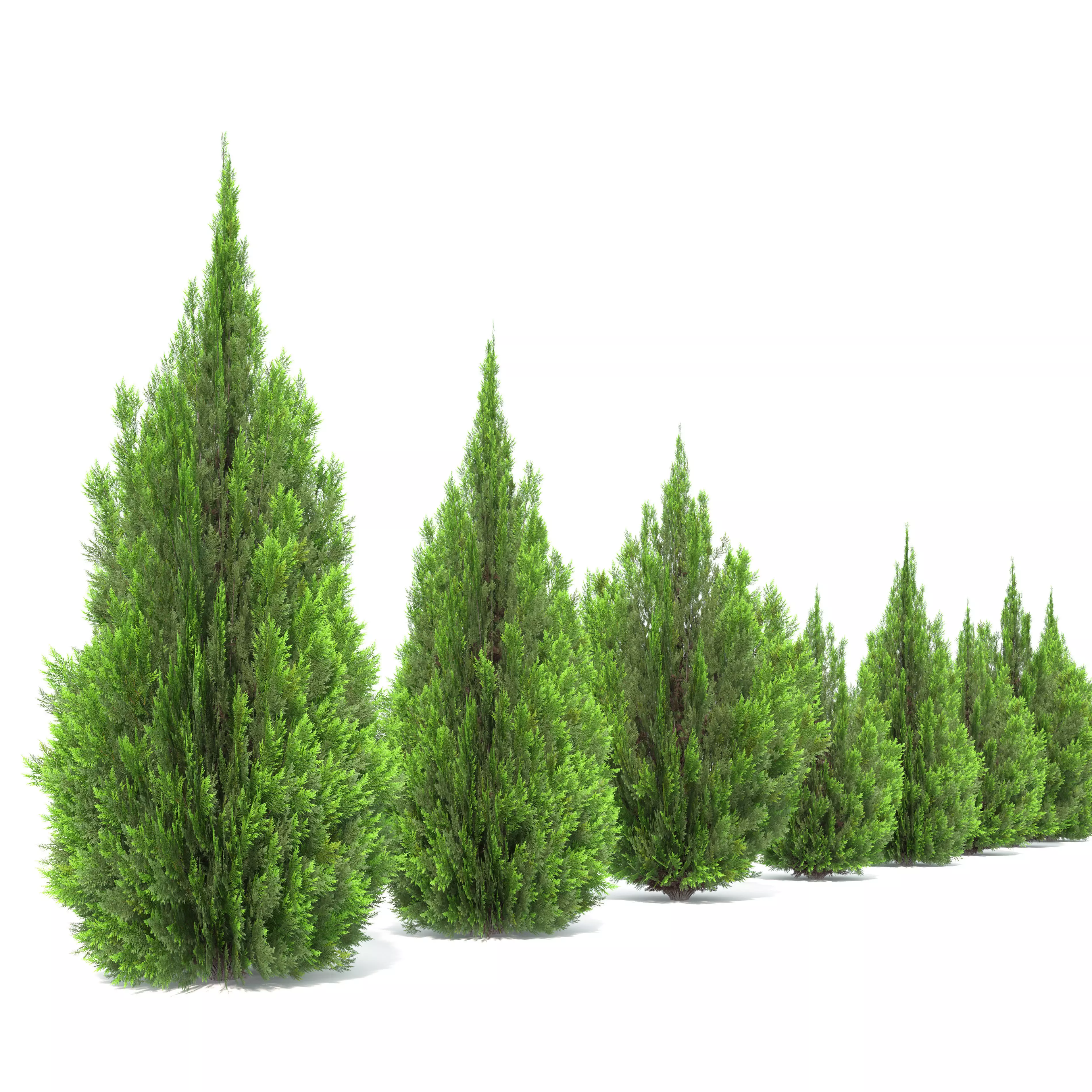 Thuja Aaurea 3D model_4