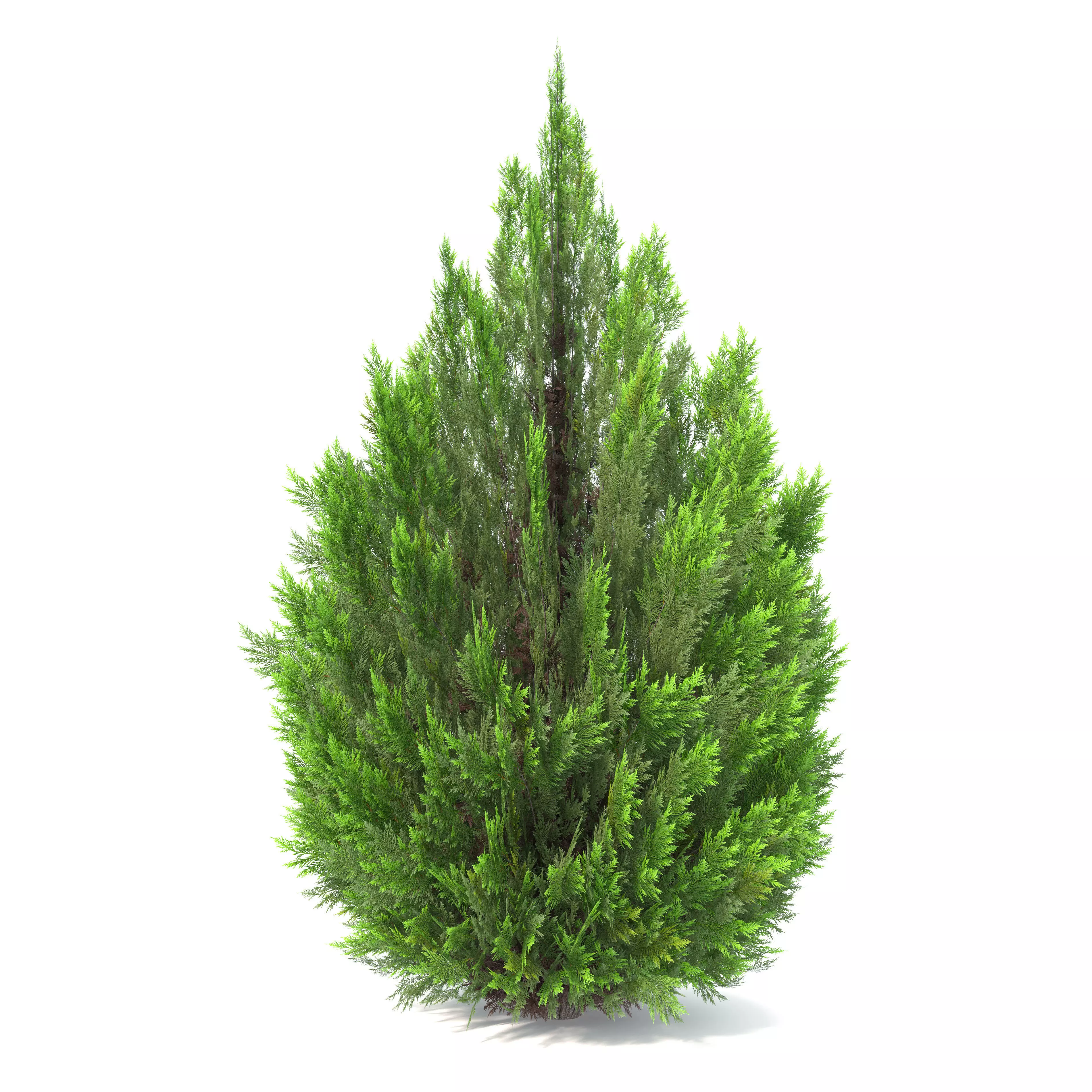 Thuja Aaurea 3D model_2