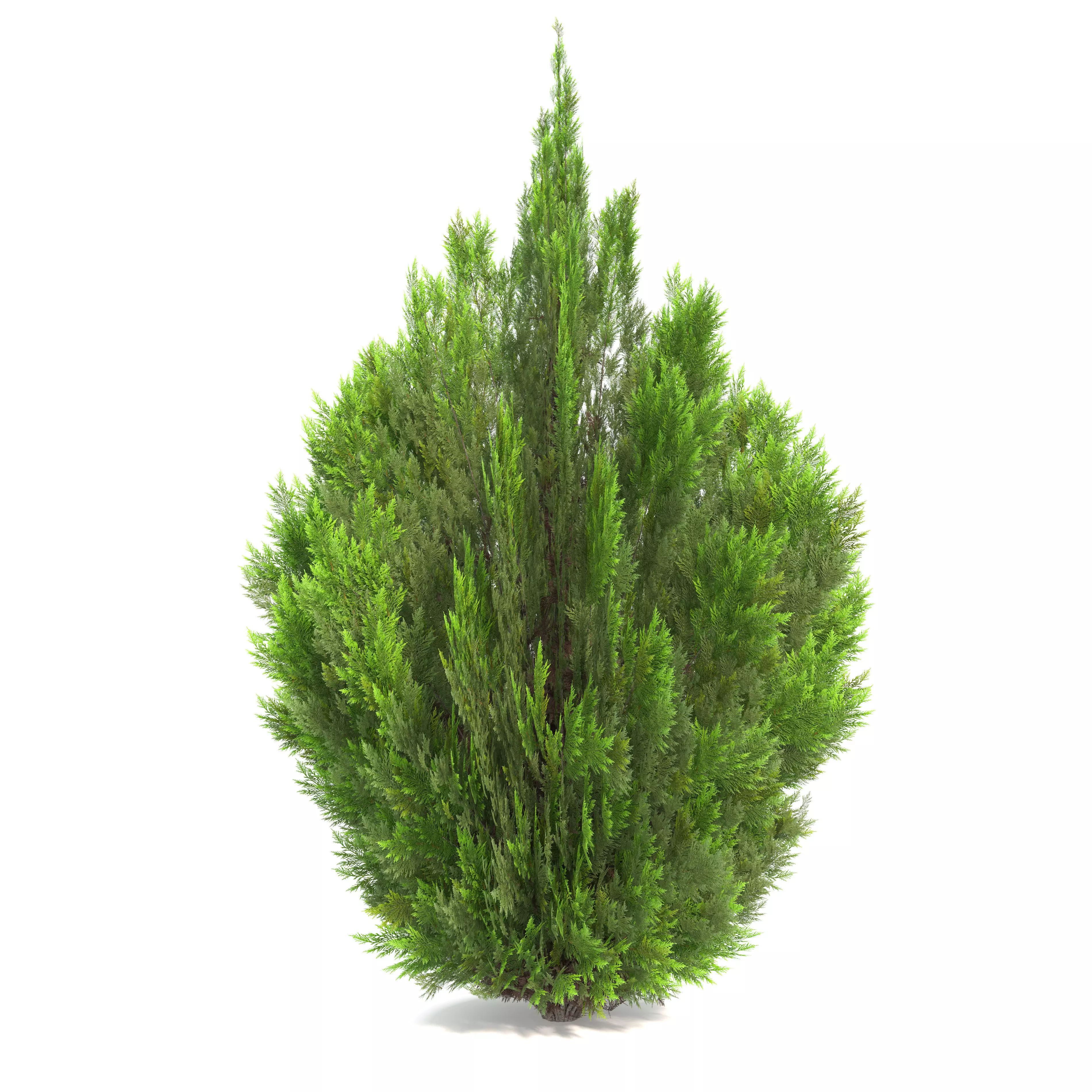 Thuja Aaurea 3D model_3