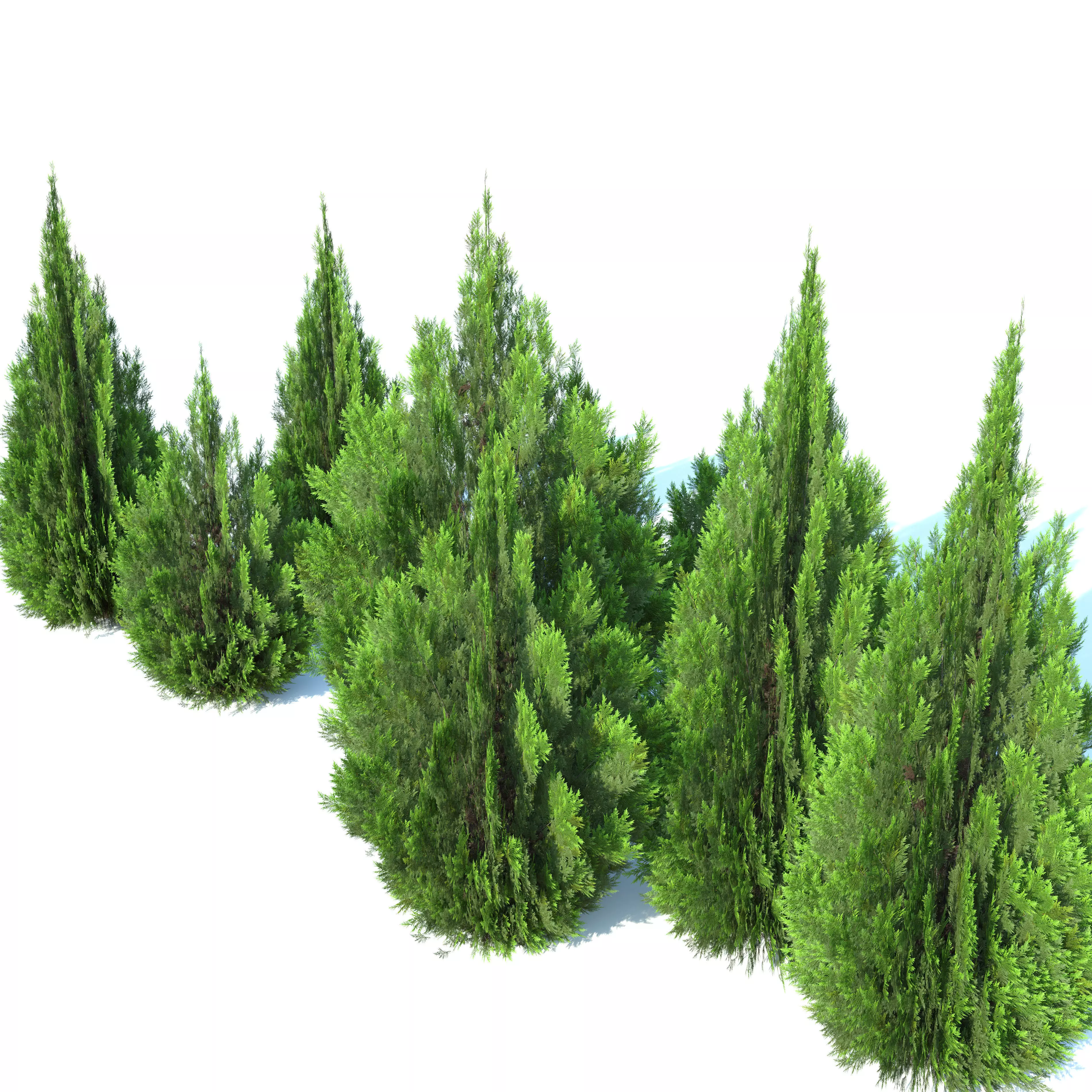 Thuja Aaurea 3D model_1