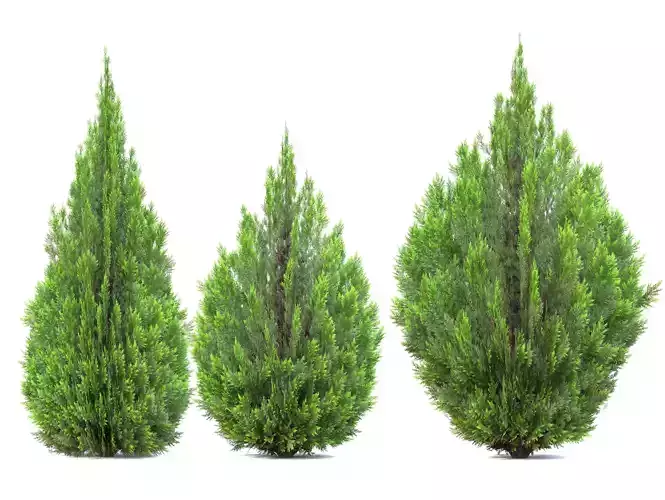 Thuja Aaurea