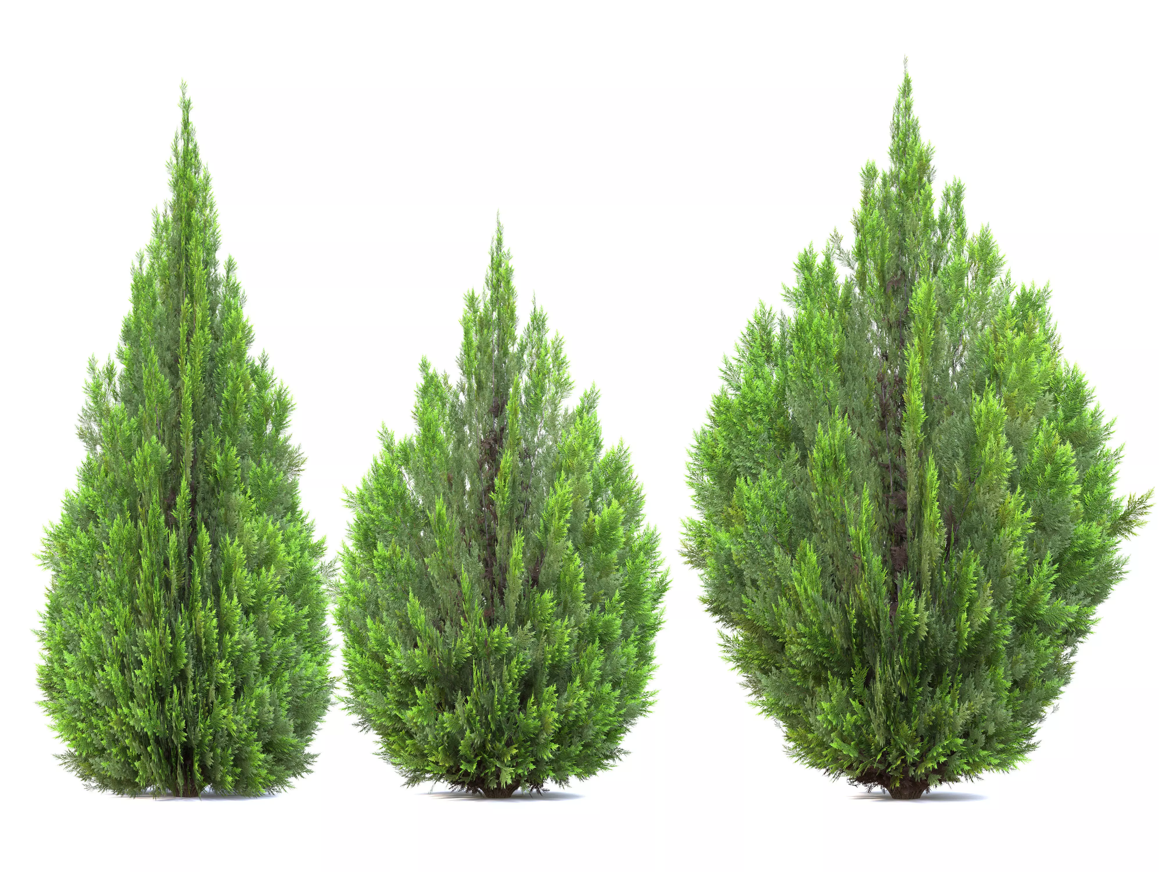 Thuja Aaurea 3D model_0