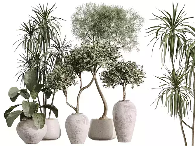 AV Indoor Plants Set 359 Warneckii Olive Lutea Cuban Ficus