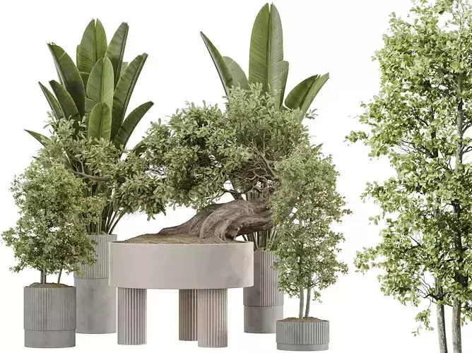 AV Indoor Plants Set 360 Olive Banana Ficus Bonsai Ginseng