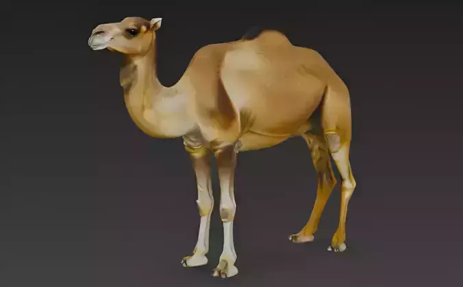 Camel 3d Model