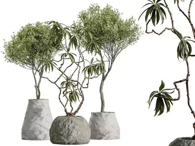 AV Indoor Plants Set 362 Olive and Ficus Dracaena Marginata
