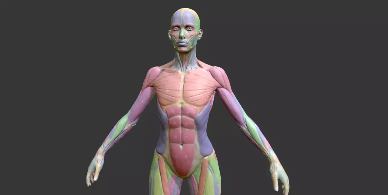 Female Anatomy Muscles Names 3D model_0