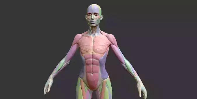 Female Anatomy Muscles Names 3D model
