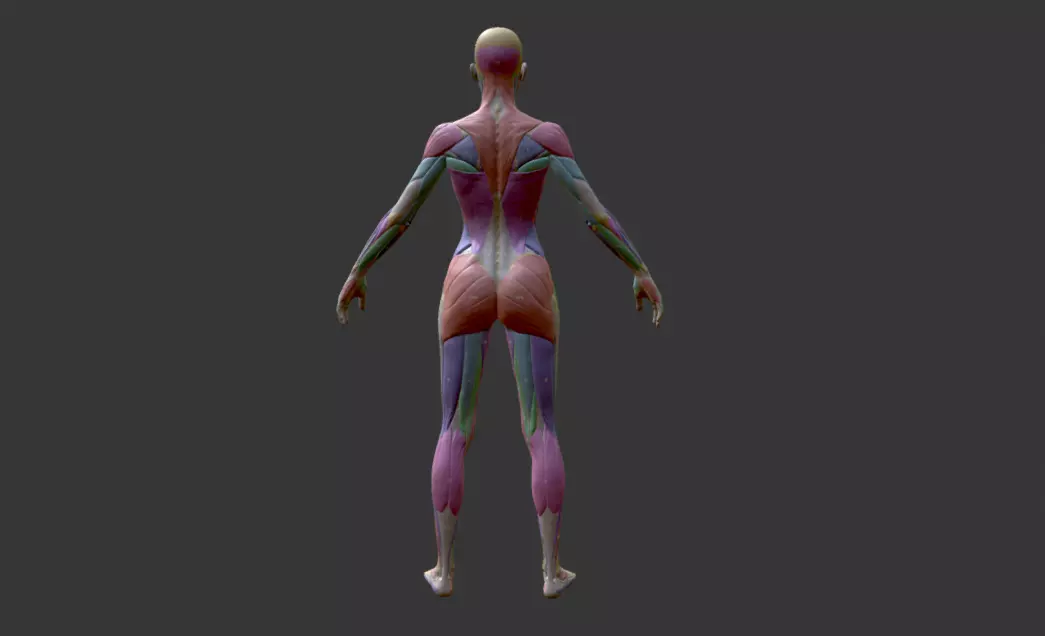 Female Anatomy Muscles Names 3D model_2