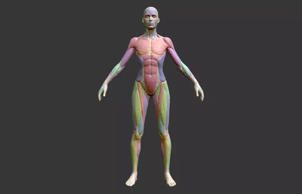 Female Anatomy Muscles Names 3D model_1