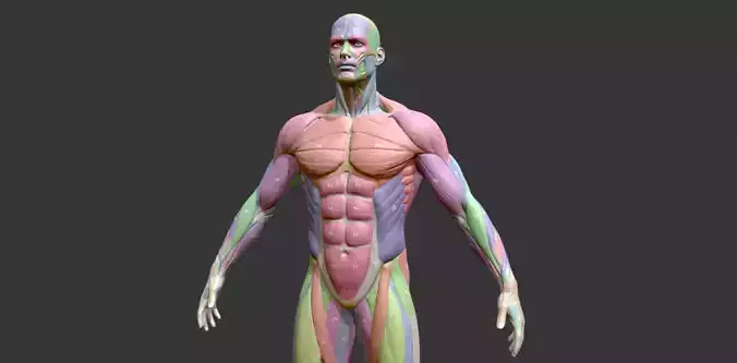 Male Anatomy Muscles Names