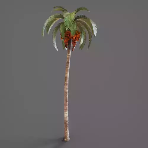 Palmtree 3D model Palmtree 3D model