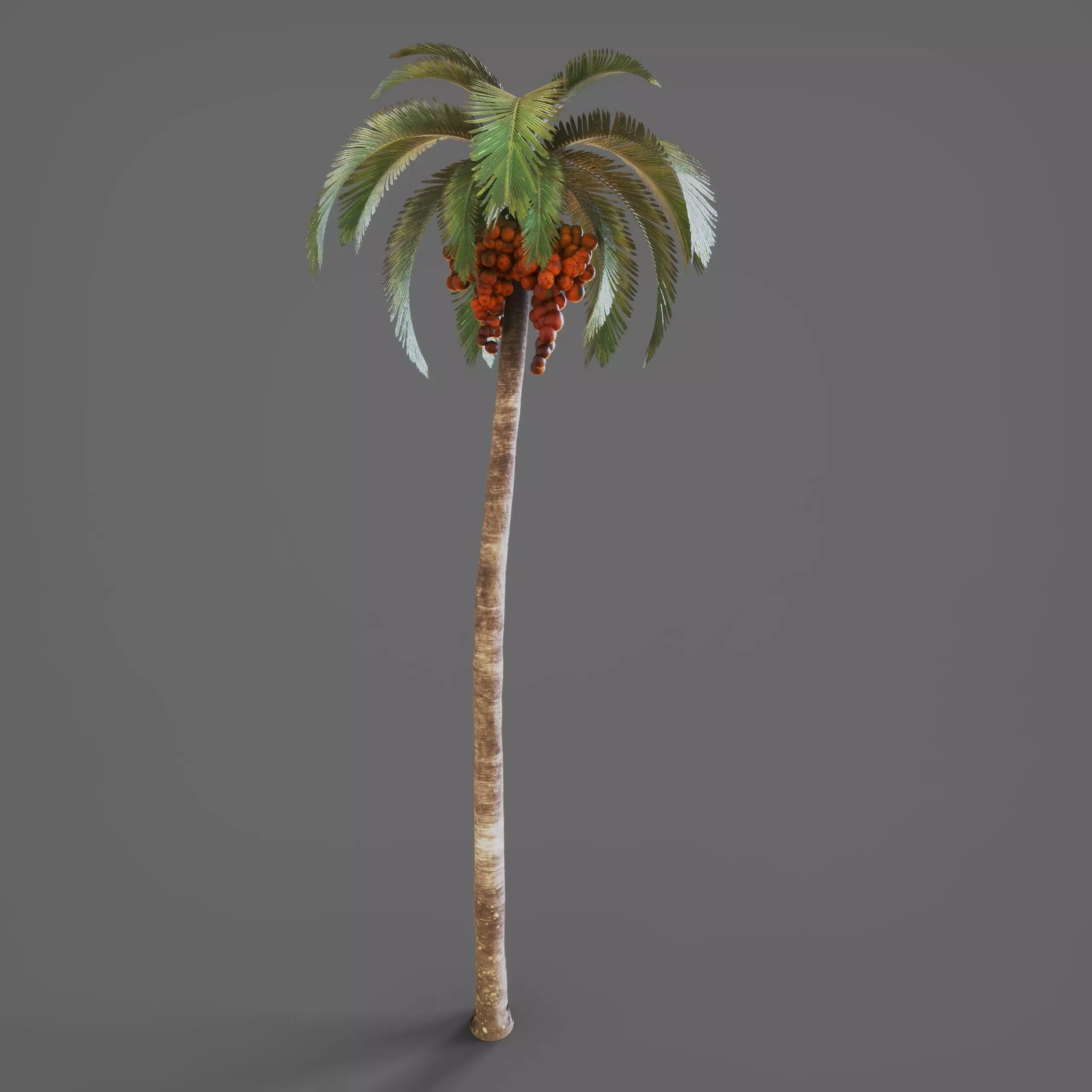 Palmtree 3D model_0