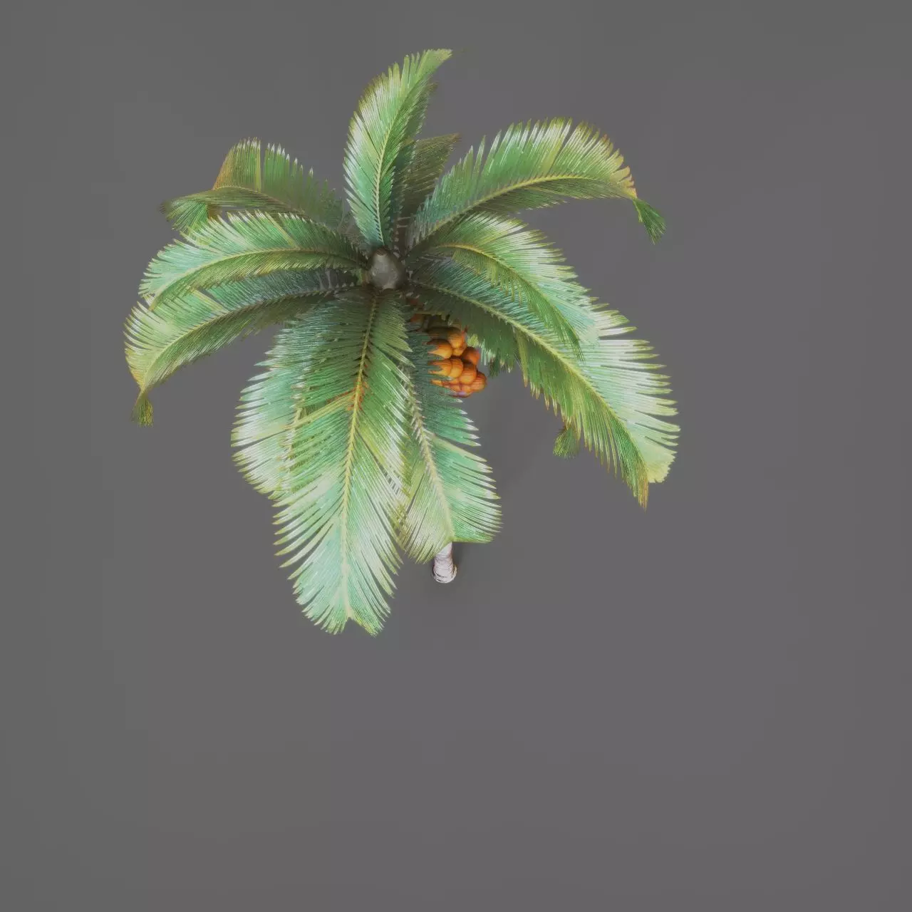 Palmtree 3D model_3