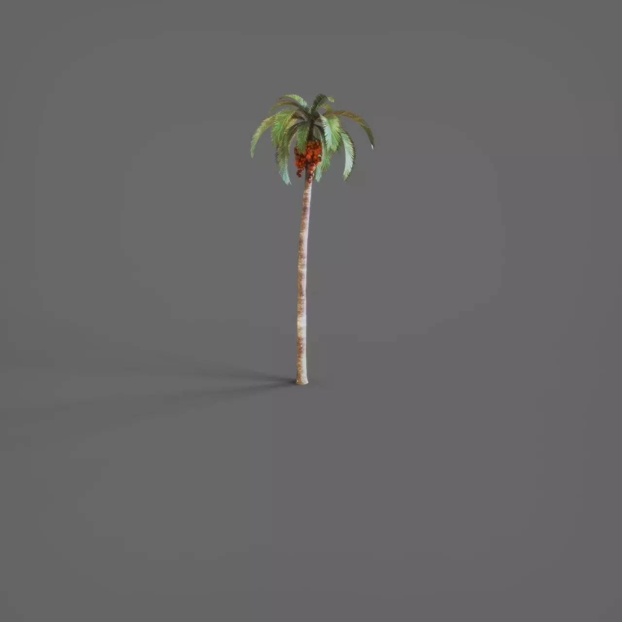 Palmtree 3D model_7