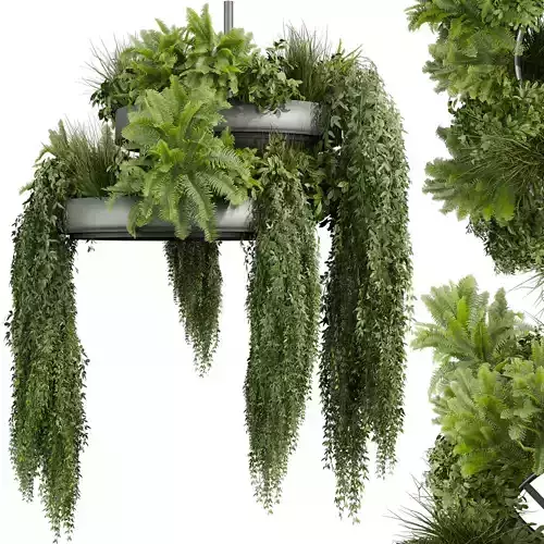 Collection plant vol 642 - Hanging - Fern - bush - Ivy