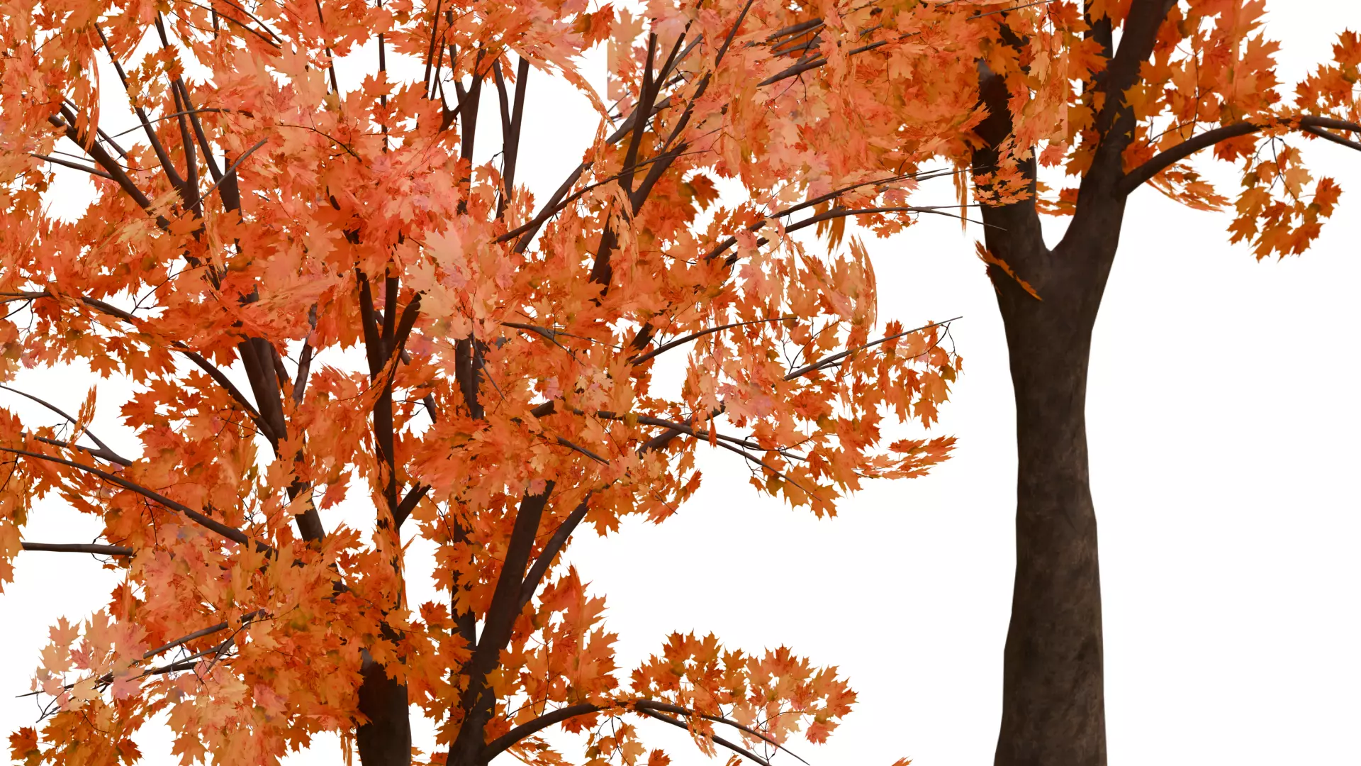 Autumn Tree 3D Model Low-poly 3D model_5