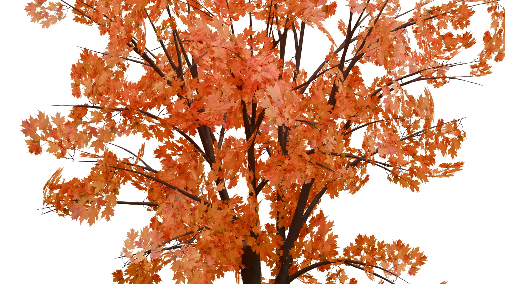 Autumn Tree 3D Model Low-poly 3D model_7
