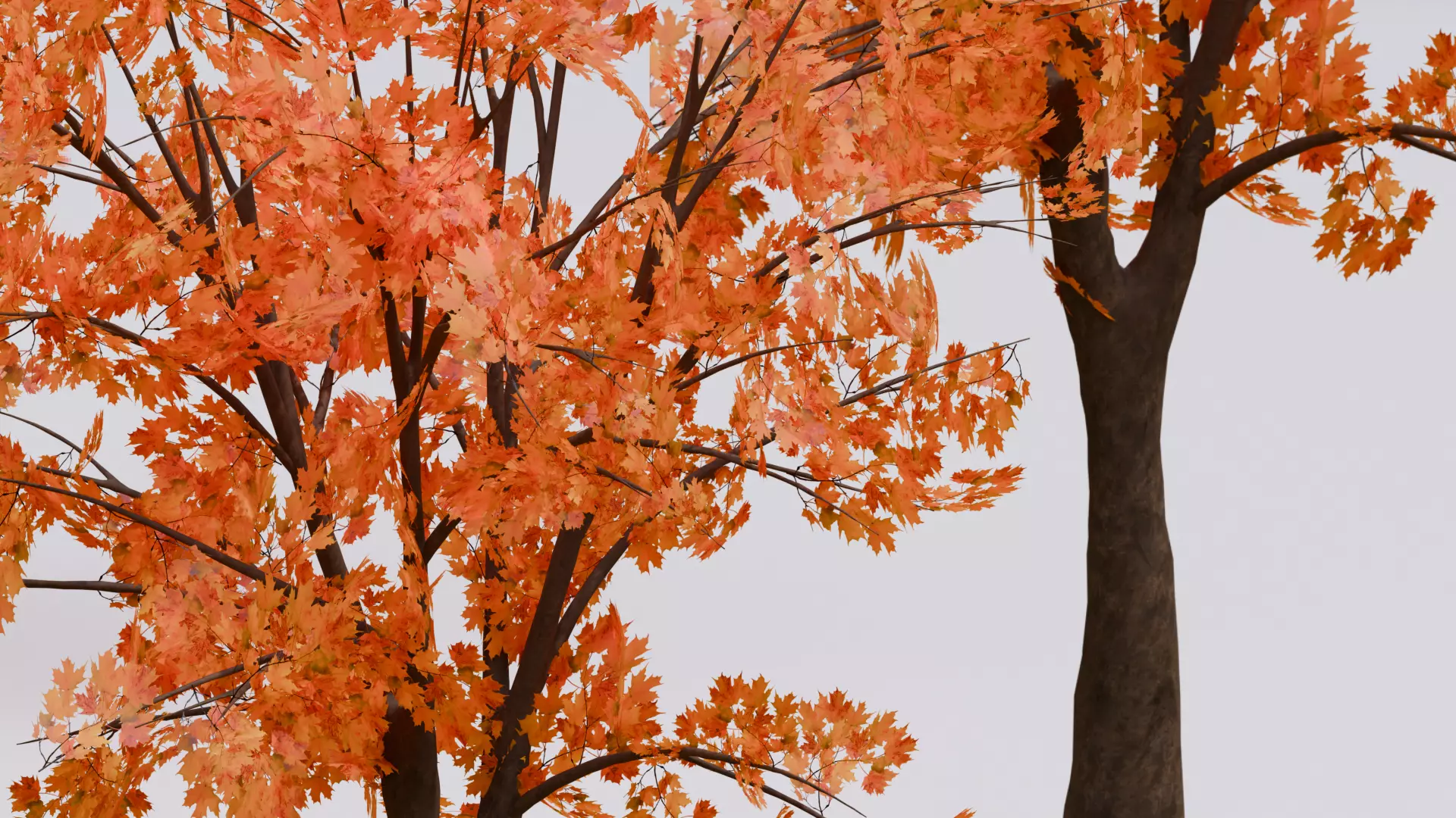 Autumn Tree 3D Model Low-poly 3D model_6