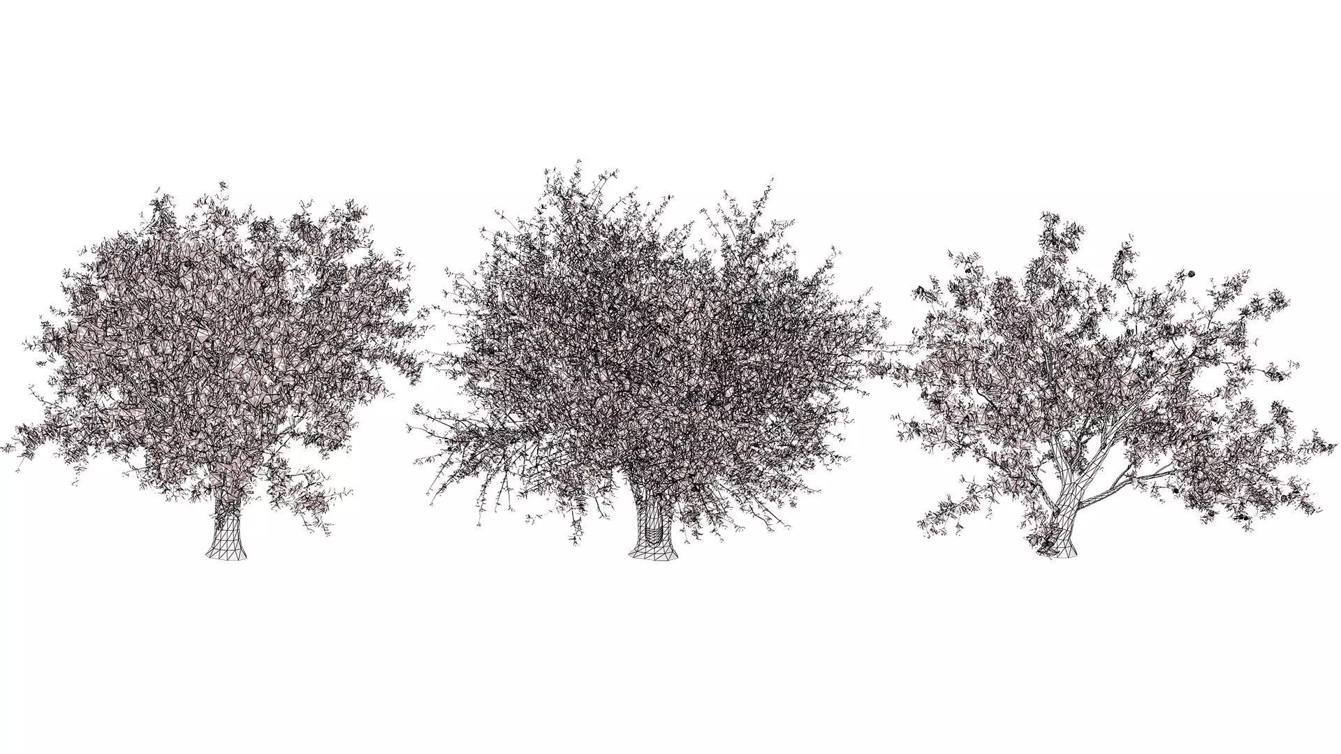 Photorealistic Moroccan Argan Tree 3D Model Low-poly 3D model_11