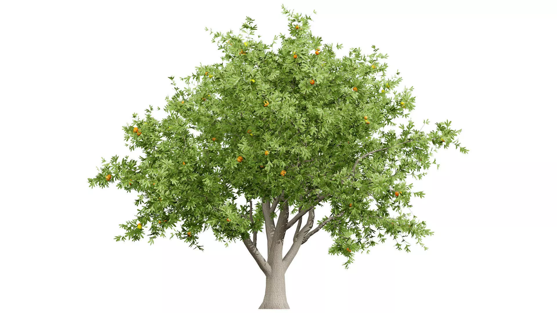 Photorealistic Moroccan Argan Tree 3D Model Low-poly 3D model_5