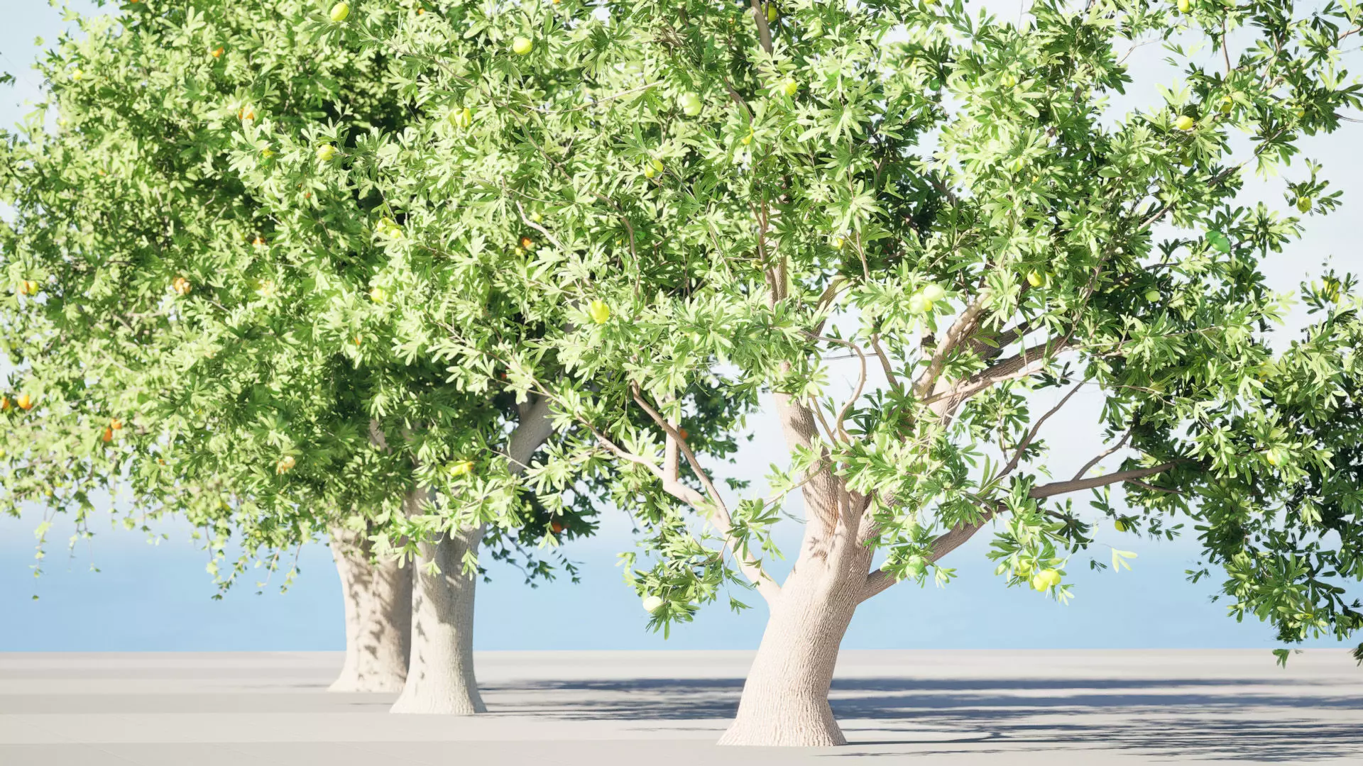 Photorealistic Moroccan Argan Tree 3D Model Low-poly 3D model_3