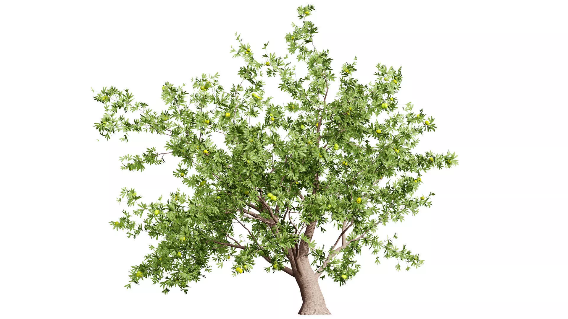 Photorealistic Moroccan Argan Tree 3D Model Low-poly 3D model_10