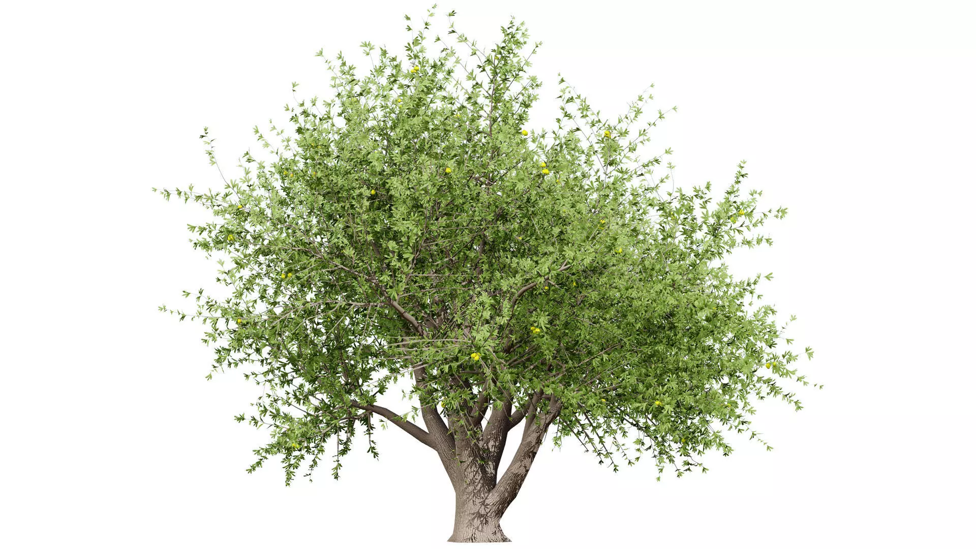 Photorealistic Moroccan Argan Tree 3D Model Low-poly 3D model_6