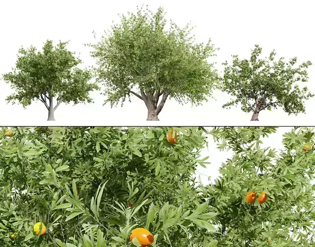 Photorealistic Moroccan Argan Tree 3D Model