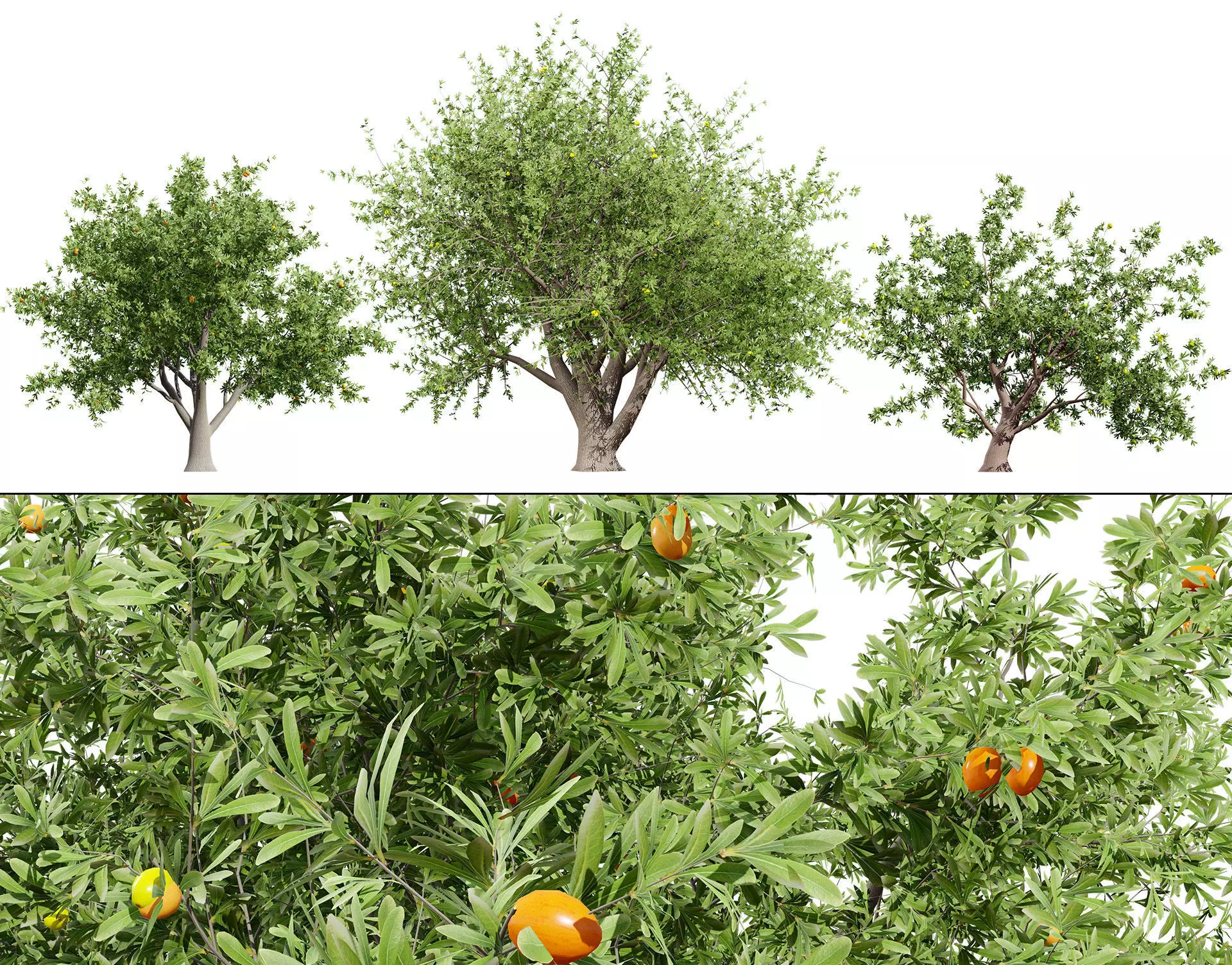 Photorealistic Moroccan Argan Tree 3D Model Low-poly 3D model_0