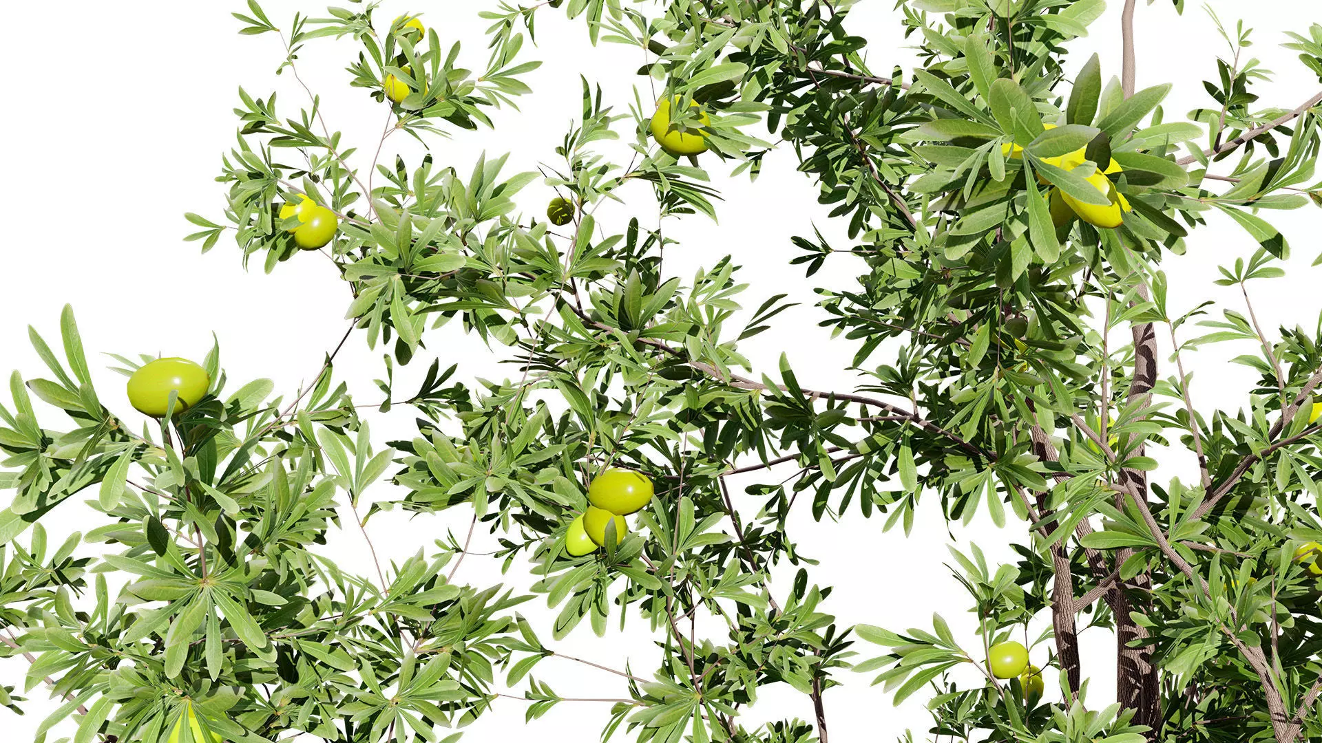 Photorealistic Moroccan Argan Tree 3D Model Low-poly 3D model_9