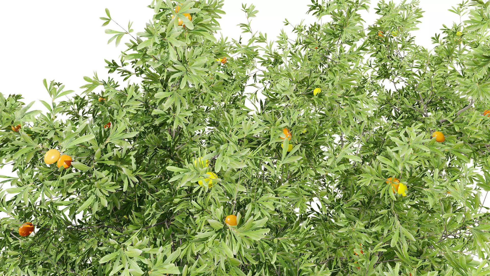 Photorealistic Moroccan Argan Tree 3D Model Low-poly 3D model_7