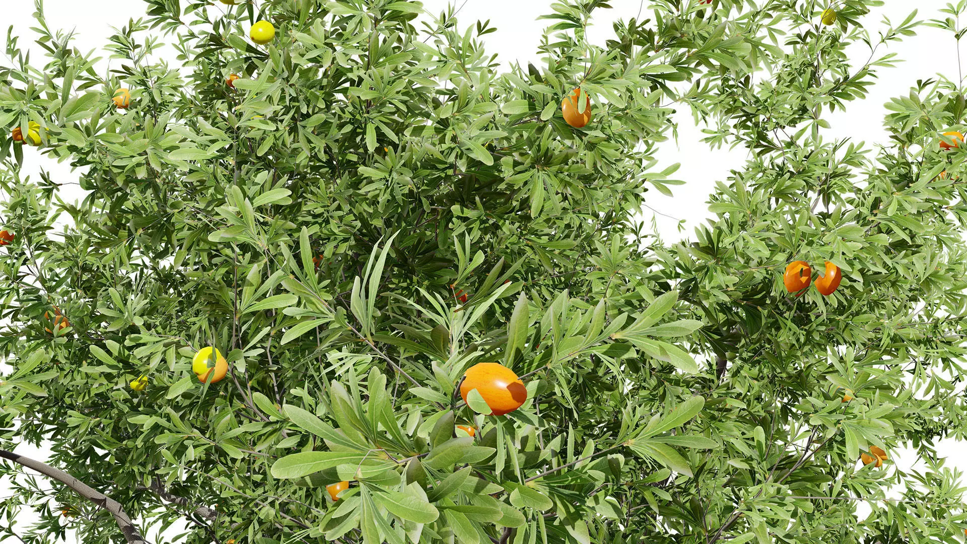 Photorealistic Moroccan Argan Tree 3D Model Low-poly 3D model_8