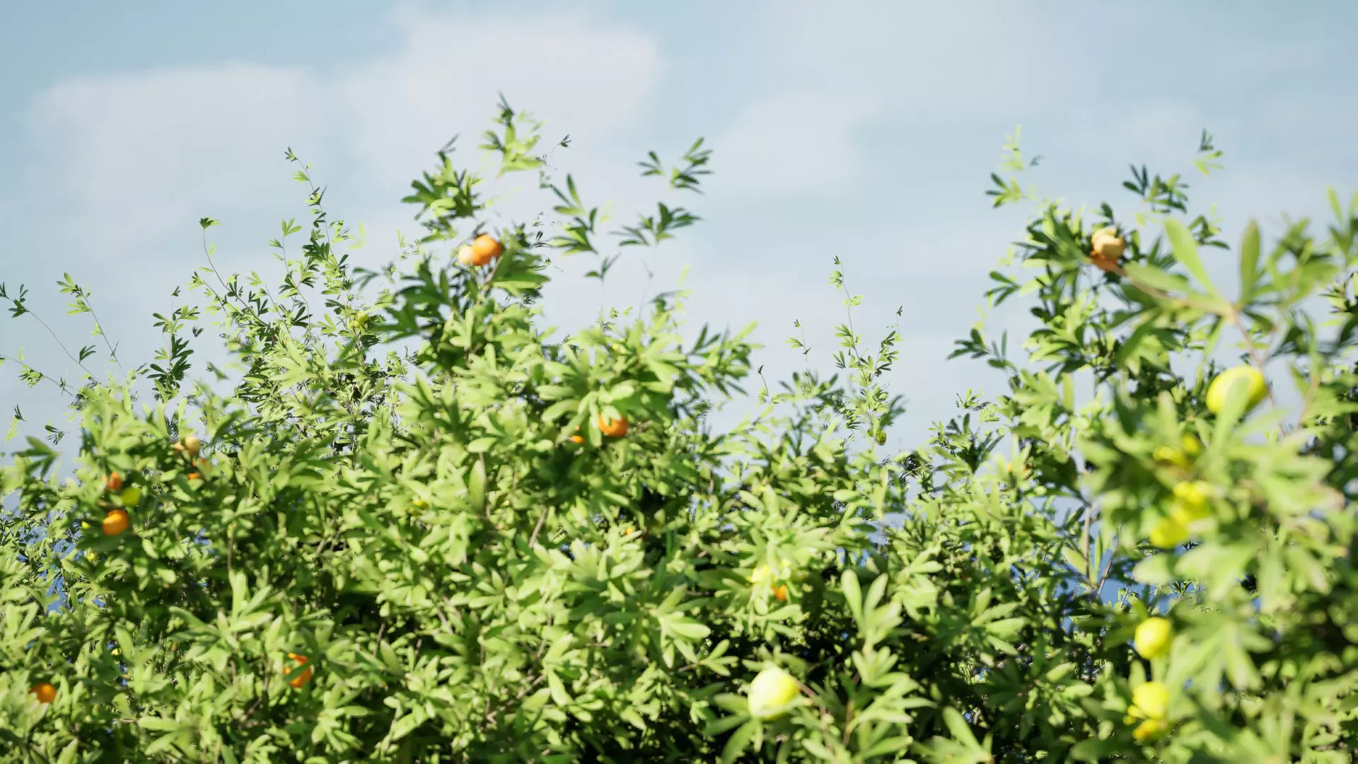 Photorealistic Moroccan Argan Tree 3D Model Low-poly 3D model_4