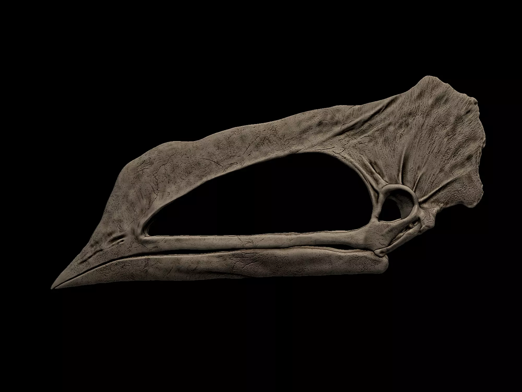 Caupedactylus Skull 3D print model_1