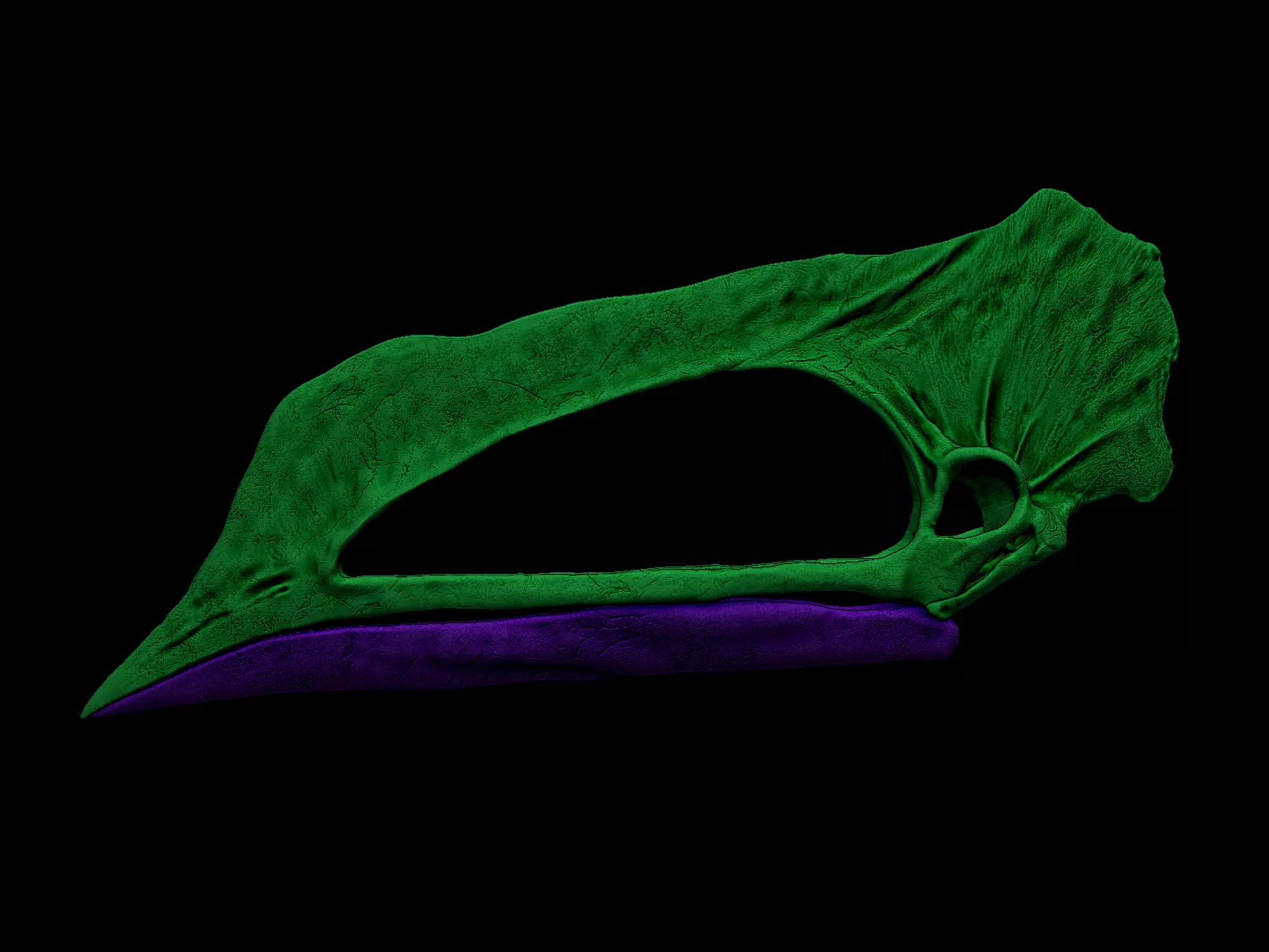 Caupedactylus Skull 3D print model_6