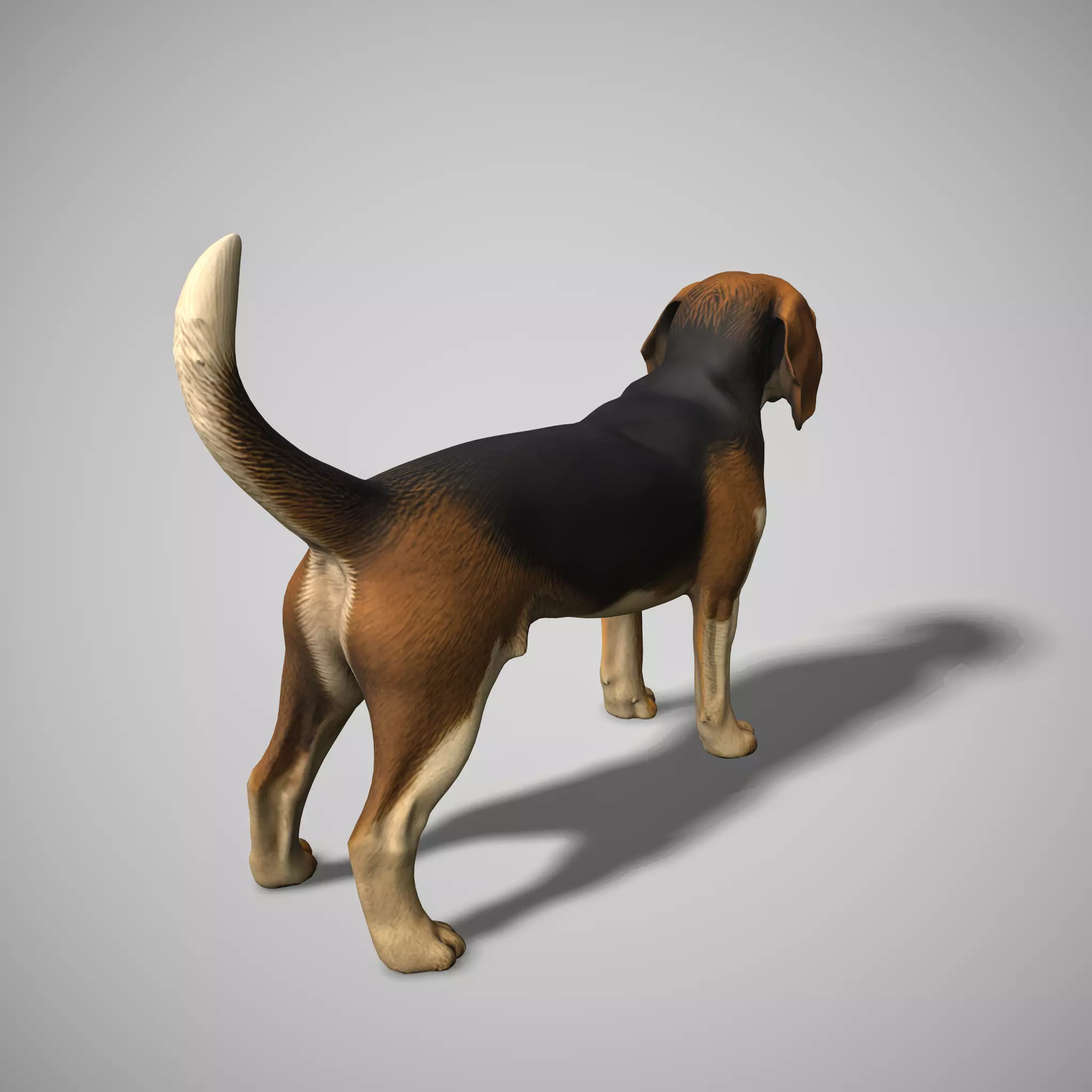 Beagle Dog Low-poly 3D model_2