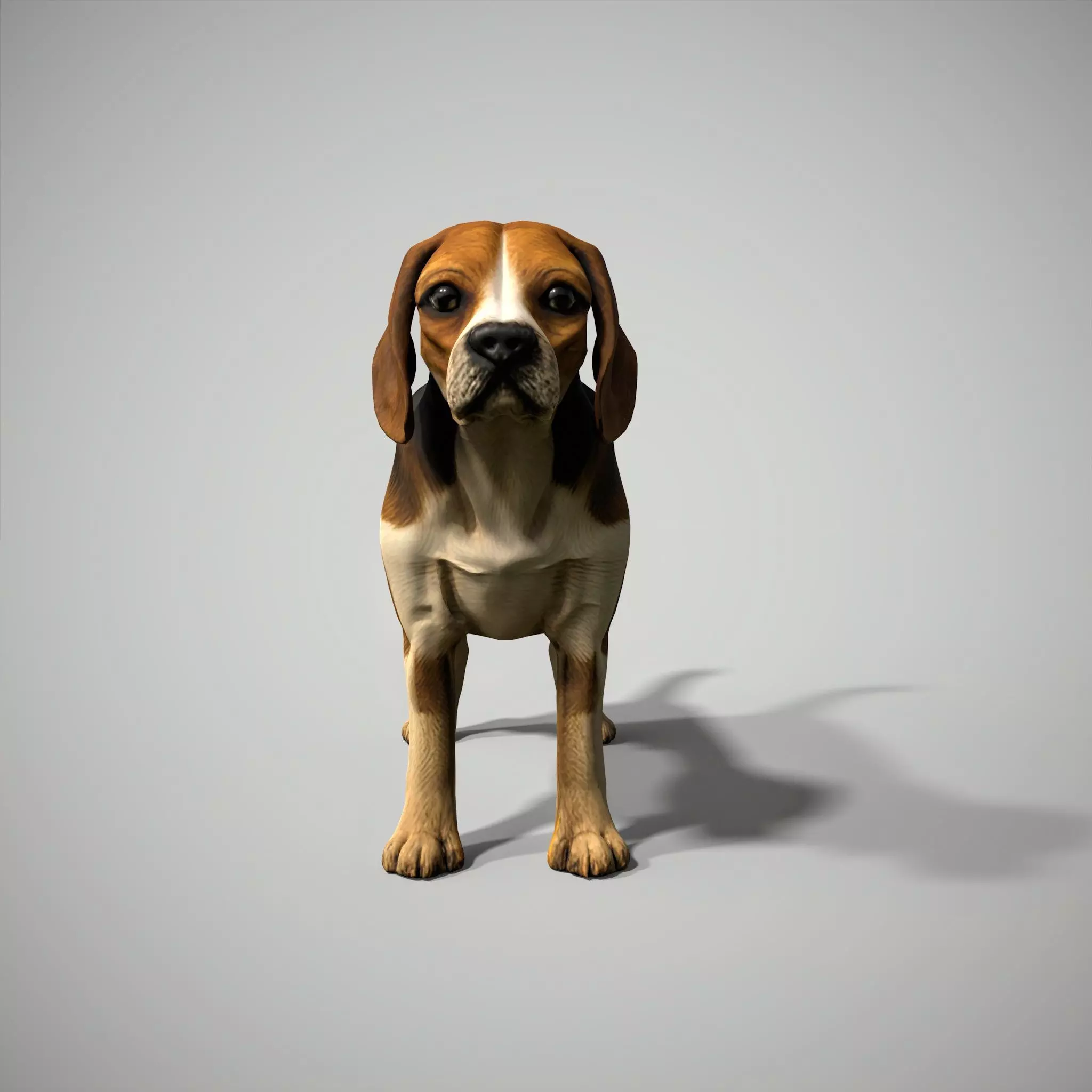 Beagle Dog Low-poly 3D model_5