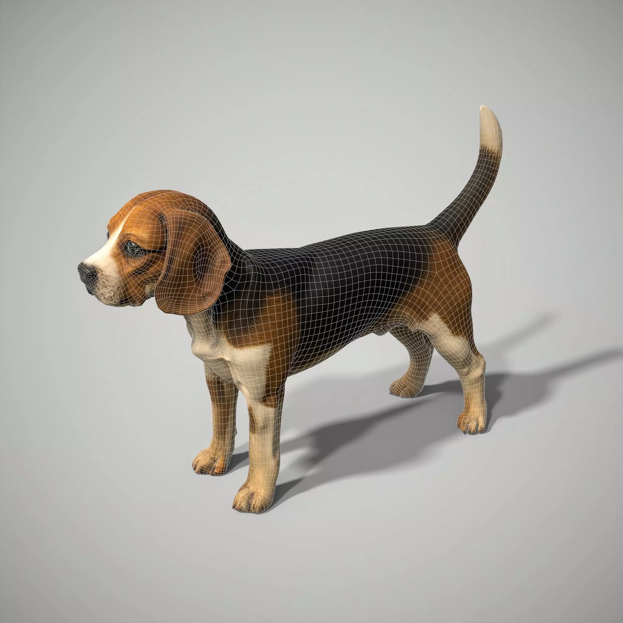 Beagle Dog Low-poly 3D model_6