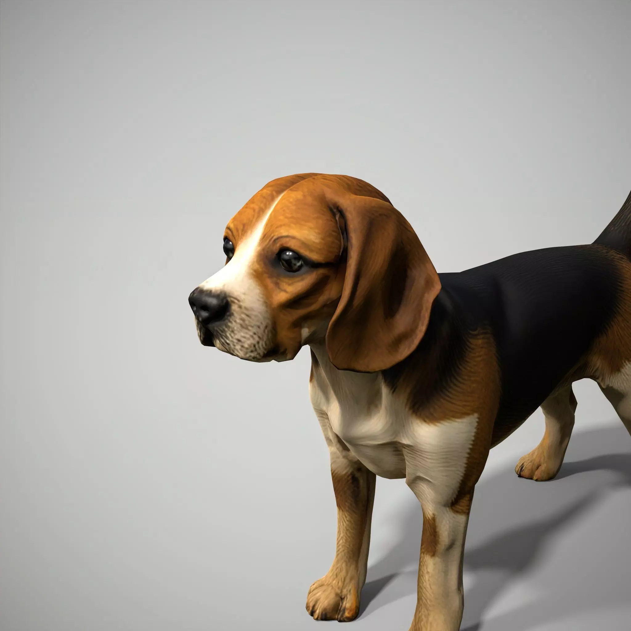 Beagle Dog Low-poly 3D model_4