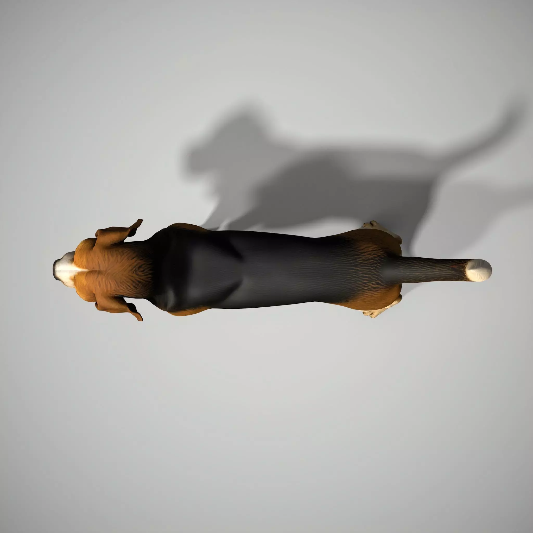 Beagle Dog Low-poly 3D model_3