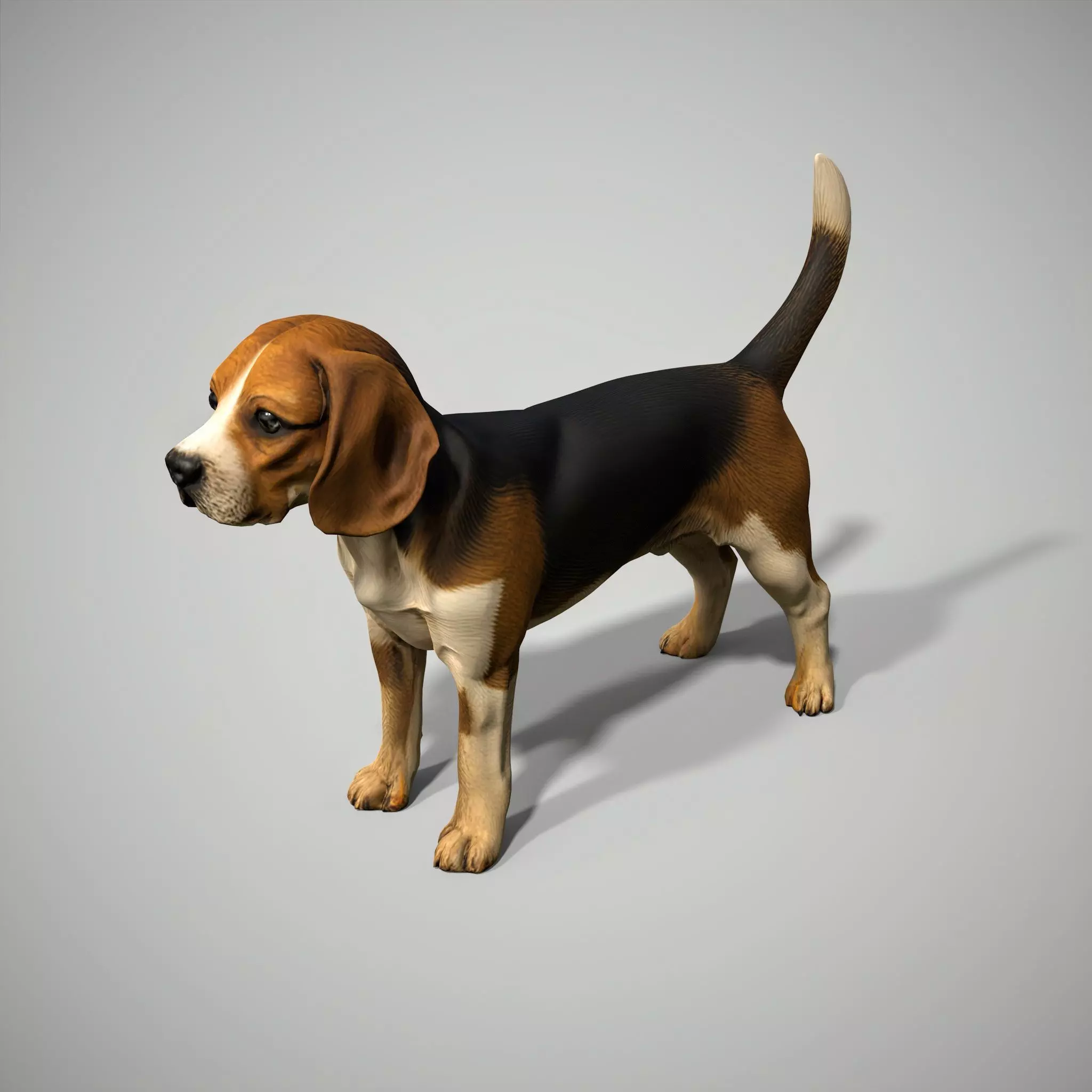 Beagle Dog Low-poly 3D model_0